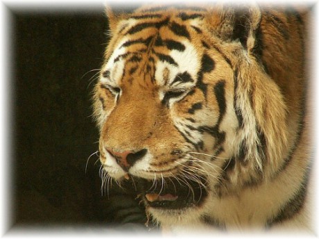 tygr.jpg